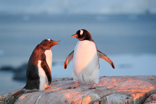 Two Gentoo penguins