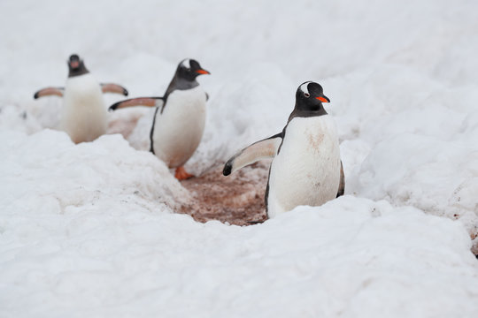 Gentoo penguin walk in a line