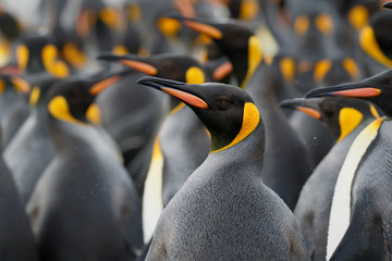 King penguin colony close up