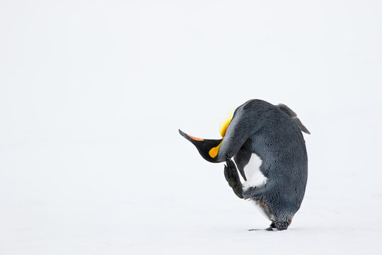 King penguin scratching its head