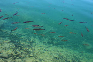 Fototapeta na wymiar shoal of fish in clear water 