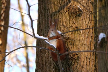 squirrel in the park