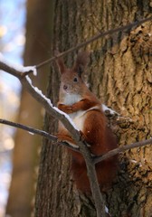 squirrel in the park