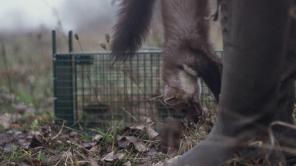 Steinmarder in der Falle © Jannick