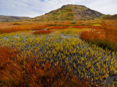 Arctic plants in bloom in Greenland autumn