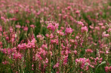 field of pink flowers