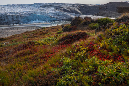 Arctic plants in bloom in Greenland near glacier