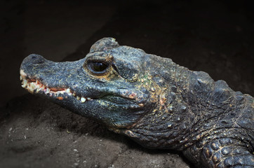 African dwarf crocodile