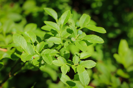 background of green leaves of blackbarry