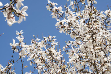 White magnolia blossom flower on tree