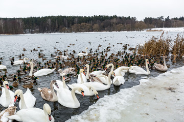 Feeding hungry birds, a lot of white swans and ducks swimming in the river in winter.