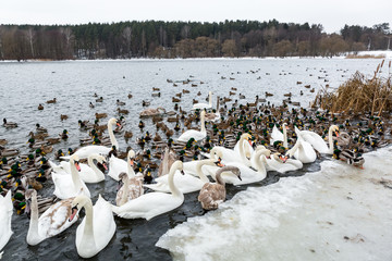 Feeding hungry birds, a lot of white swans and ducks swimming in the river in winter.