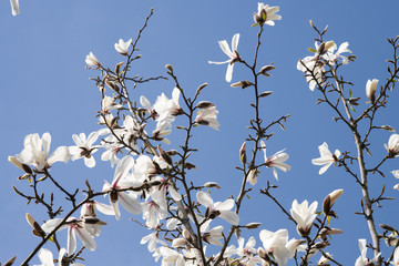 White magnolia blossom flower on tree