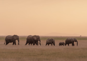 Obraz na płótnie Canvas Elephants Crossing