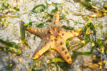 Brown colored Protereaster nodosus star fish at Boracay