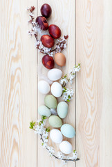 Fresh chicken colorful eggs and cherry blossoms on white wooden background