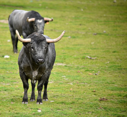 bulls in the cattle raising