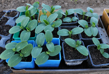 Growing seedlings of cucumbers in plastic pots