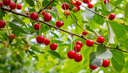 Branch of cherries with red berries. A good harvest berries cherry _