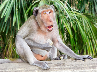 Portrait of a monkey living in the streets of Thailand