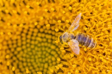 Honey bee covered with yellow pollen collecting sunflower nectar. Animal sitting at sunny summer sun flower. Important collect environment ecology sustainability. Awareness of nature climate change