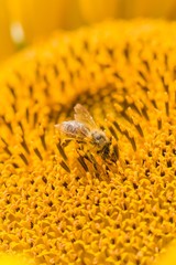 Honey bee covered with yellow pollen collecting sunflower nectar. Animal sitting at summer sun flower and collect for important environment ecology sustainability. Awareness of nature climate change