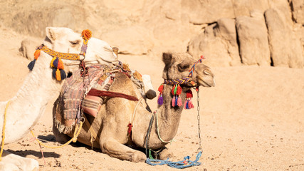 Gesicht eines Kamel oder Dromedar in der Wüste Ägyptens mit buntem Halfter
