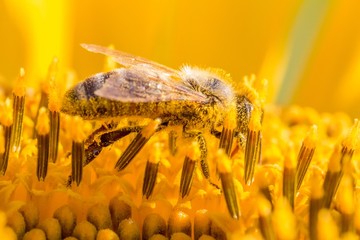 Honey bee covered with yellow pollen collecting sunflower nectar. Animal sitting at summer sun flower and collect for important environment ecology sustainability. Awareness of nature climate change