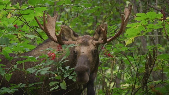 Close up of moose in dense woods looking at camera then looking away / Palmer, Alaska, United States
