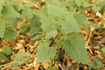 a nettle macro in the forest in autumn