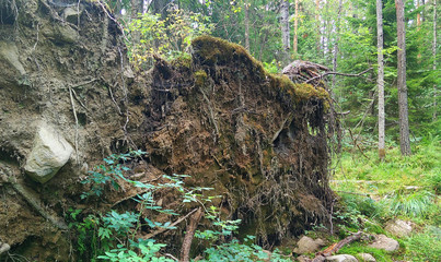 The roots of a large fallen tree in the forest.