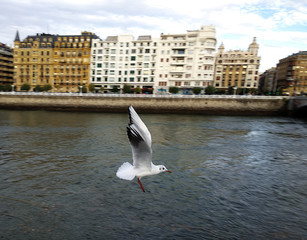 Obraz premium Gaviota en San Sebastian- Donostia