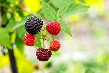 Black raspberries during maturation. Raspberries and green leaves on the bushes_