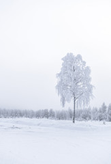 Winter Lapland tree