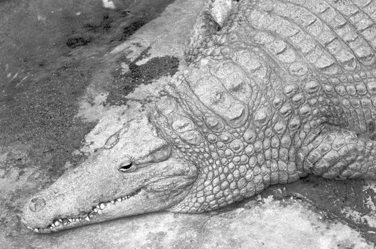 The mimicry of the crocodile