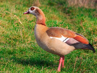 Egyptian Goose