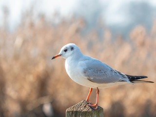 Black Headed Gull