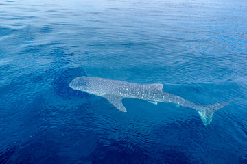 Fototapeta premium a small baby Whale Shark, shot from a boat, Nigaloo Reef Western Australia
