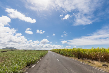 Mauritius, road, sugarcane fields