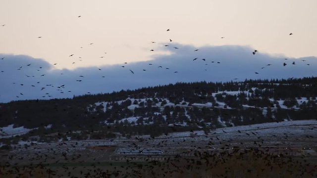 hundreds of crow birds in poplar trees,