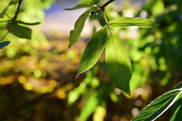 солнечный лист