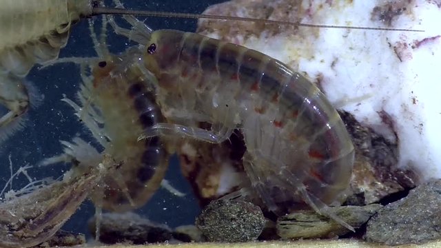 Bachflohkrebs,amphipoda,Gammarus