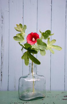 hollyhock in glass bottle
