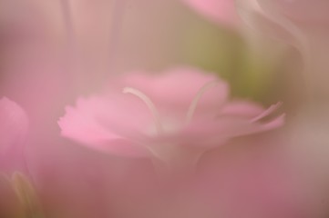 Obraz na płótnie Canvas セキチクの花の蕊