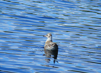 Grown chick seagulls floating on the waves.