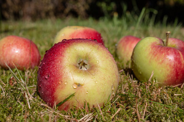 Äpfel, Apfel Fallobst