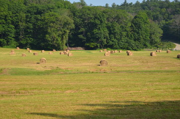 Round hay bales in a field