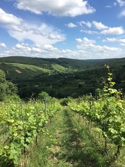 Fototapeta na wymiar Blick zwischen Weinstöcken auf dem Berg Kernen auf die Hügel des Remstals bei Stetten (Rems-Murr-Kreis)