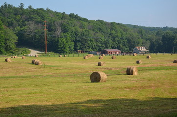 Round hay bales in a field