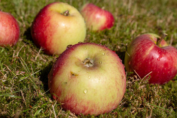 Äpfel, Apfel Fallobst